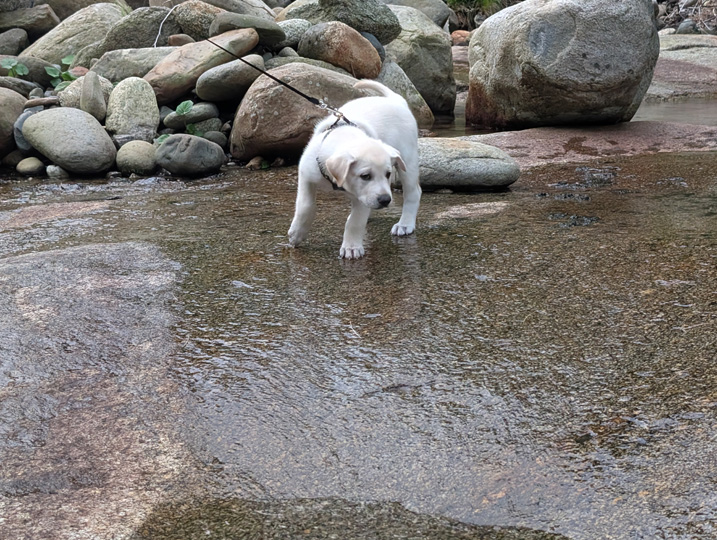 chinook dog